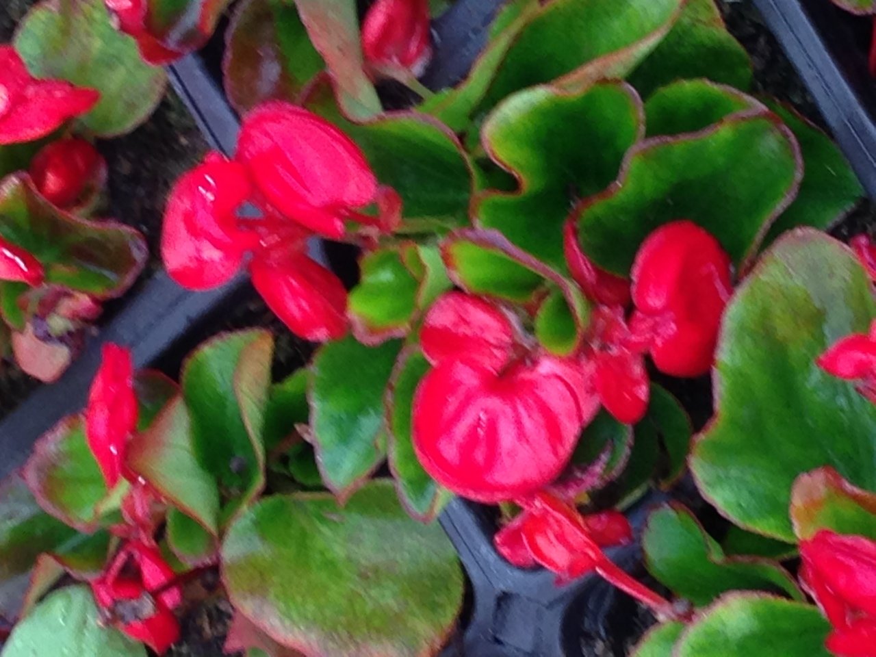 Red Hearth Kırmızı Begonya Çiçeği Fidesi (3 adet)