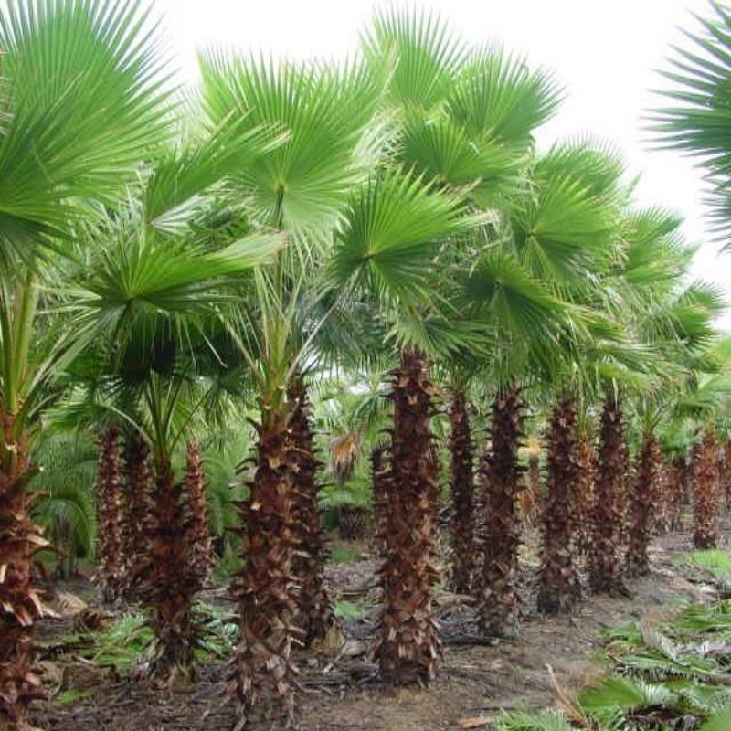 Tüplü Washingtonia Robusto Palmiye Ağacı Fidanı (40-60 cm)
