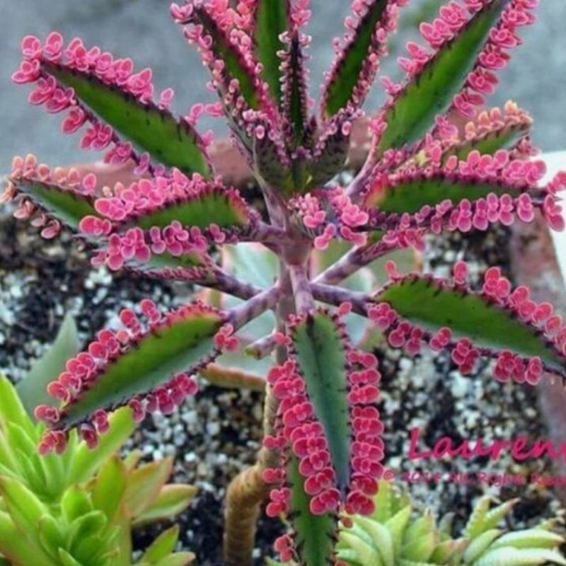 Aşkın Gözyaşı Kalanchoe Pink Butterflies Sukulent(5.5 Luk Saksıda)