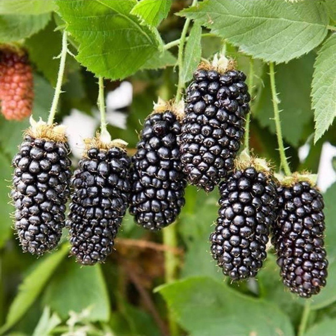 Tüplü Karaka Black Böğürtlen Fidanı