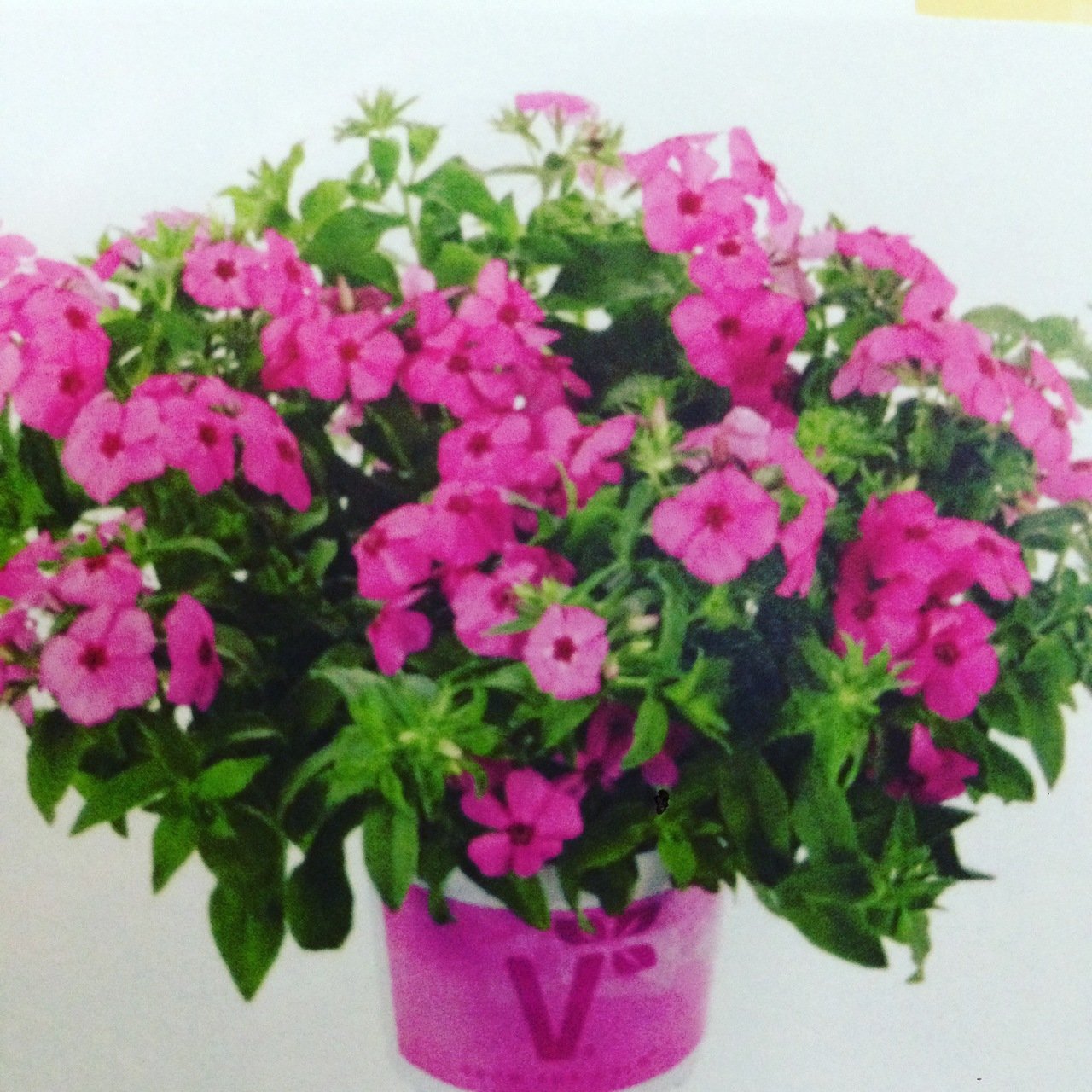 Caroline Pink Pholox Alev Çiçeği Fidesi (4 adet)