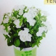 Caroline White Pholox Alev Çiçeği Fidesi (4 adet)
