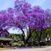 Tüplü Mor Çiçekli Yoğun Kokulu Paulownia Ağacı Fidanı(120-160 cm )