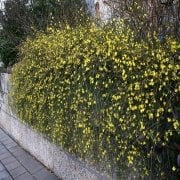 Sarı Çiçekli Yasemin Fidanı (150-200 cm)