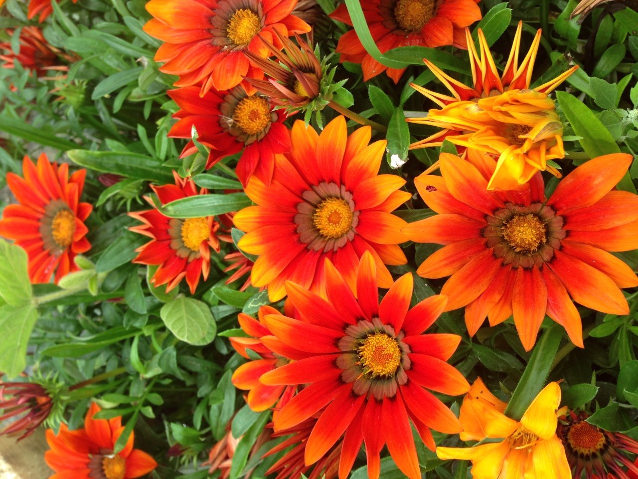 İnca Orange Gazanya Çiçeği Fidesi (3 adet)