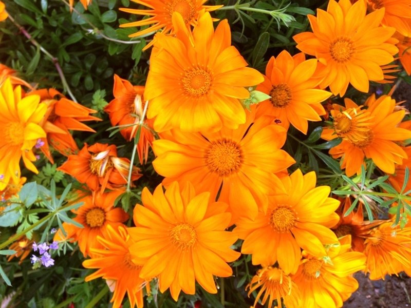 Sevilla Orange Gazanya Çiçeği Fidesi (4 adet)