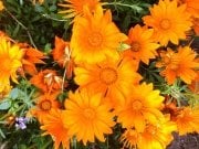 Sevilla Orange Gazanya Çiçeği Fidesi (4 adet)