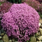 Thymus praecox ‘Purple Beauty’ Yayılıcı Kekik Fidesi (140 adet)