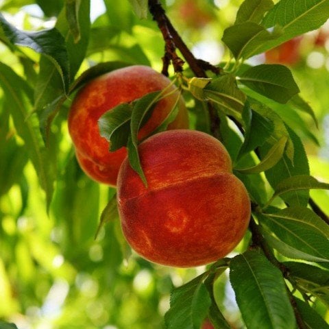 Açık Kök Early May Crest Şeftali Fidanı