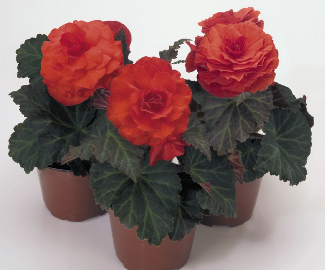 Non Stop Orange  Begonia x Tuberhybrida Çiçeği Fidesi (5 adet)