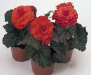 Non Stop Orange  Begonia x Tuberhybrida Çiçeği Fidesi (5 adet)