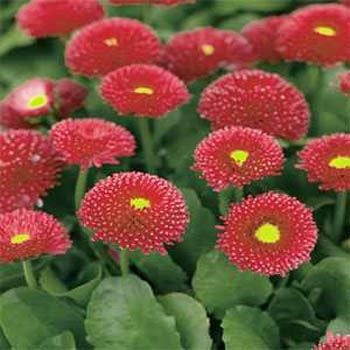 Bodur Kırmızı Ponpon  İngiliz Çayır Papatyası Çiçeği Tohumu(40  tohum)