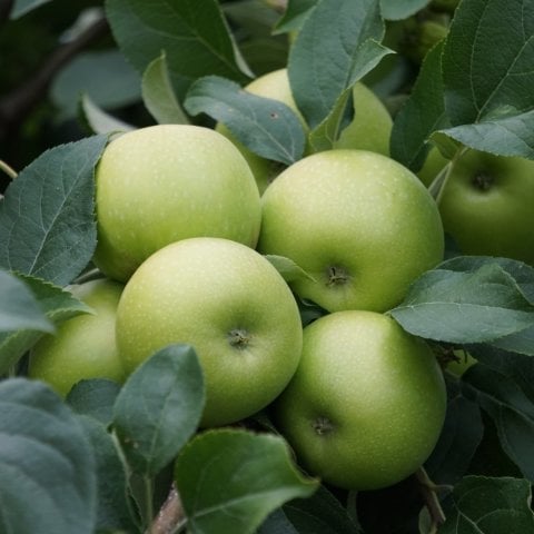 Açık Kök Granny Smith Elma Fidanı