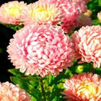 Düşes Pembe Aster Çiçeği Tohumu(25 tohum)