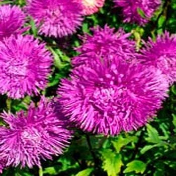 İğne Çiçekli Violet Aster Çiçeği Tohumu(25 tohum)