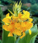 Tropical Yellow Canna Tesbih Çiçeği Soğanı (1 adet)