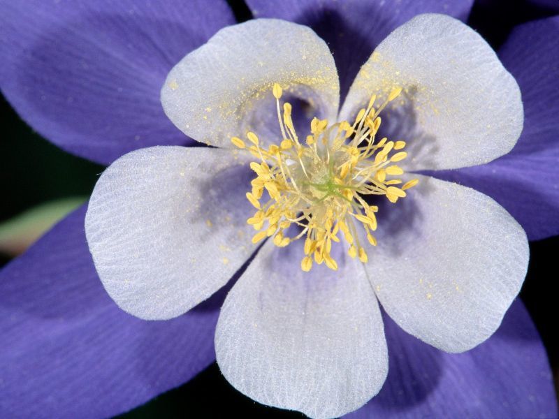 Blue Star Haseki Küpesi Tohumu(100 tohum)