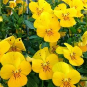 Sarı Hercai Dev Menekşe Çiçeği Tohumu (100 gram)