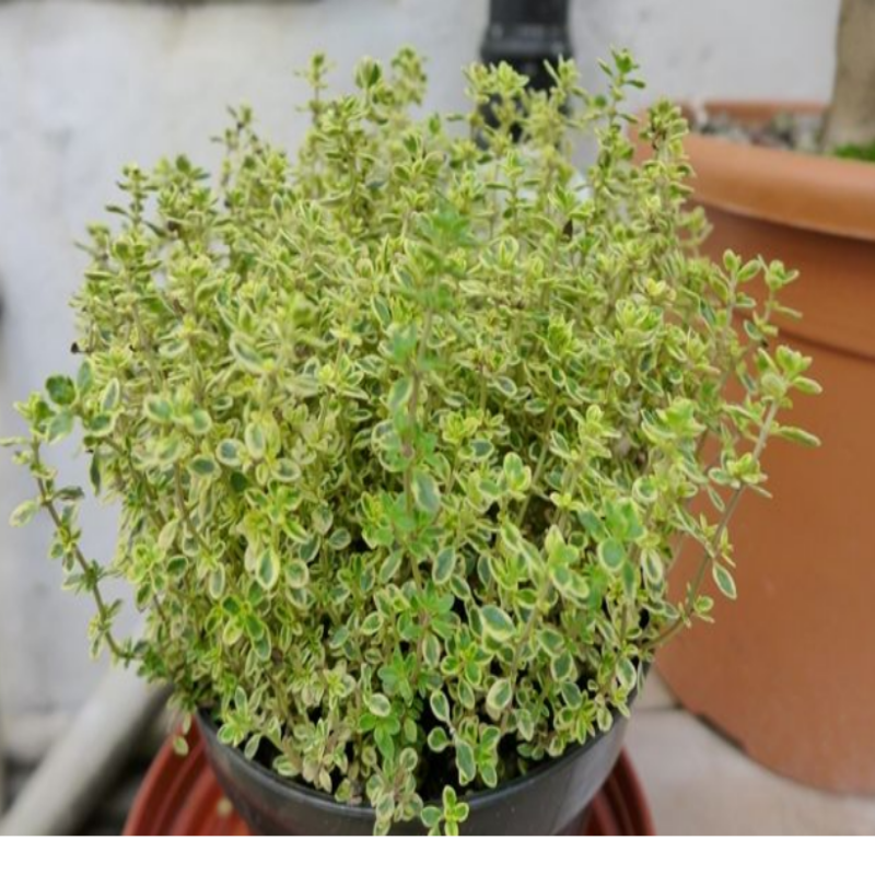 Thymus Citriodorus Variegata Mystic Yayılıcı Saksılık Kekik Fidesi (5 adet)