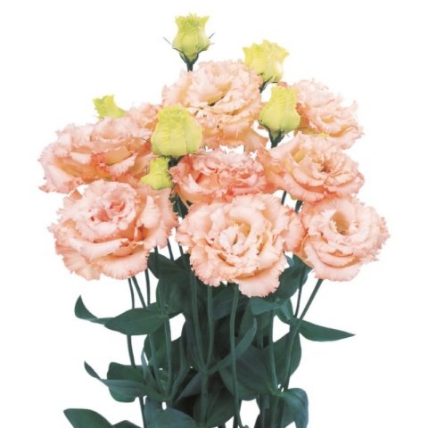 Katmerli Chaconne Apricot Lisianthus Çiçeği Fidesi(5 Adet)