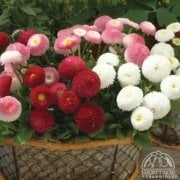 Bellis Perennis Beyaz Ponpon İngiliz Çayır Papatyası Çiçeği Tohumu(100 tohum)