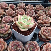 İthal Echeveria Xlove Sukulent Özel Çeşit (8.5 Lüks Saksıda)