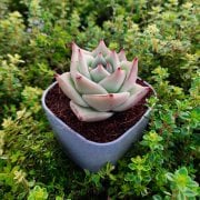 İthal Echeveria Xlove Sukulent Özel Çeşit (8.5 Lüks Saksıda)