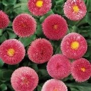 Super Enorma Gül Renginde Ponpon İngiliz Çayır Papatyası Çiçeği Tohumu(50 tohum)