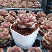 İthal Echeveria Double Colour Sukulent Özel Çeşit (8.5 Lüks Saksıda)