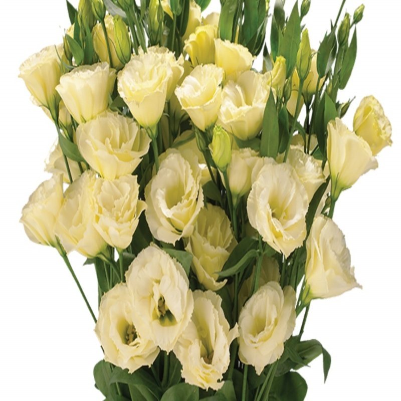 Katmerli Chaconne Yellow Lisianthus Çiçeği Fidesi (5 Adet)