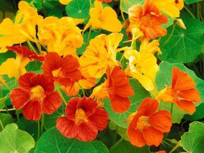 Karışık Renkli Bodur Alaska Latin(Nasturtium) Çiçeği Tohumu(20 tohum)