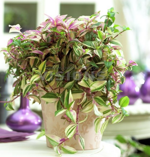 Tradescantia Fluminensis 3 Renkli Telgraf Çiçeği Fidanı