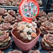 İthal Bol Yavrulu Lithops Sukulent Özel Çeşit (8.5 Lüks Saksıda)