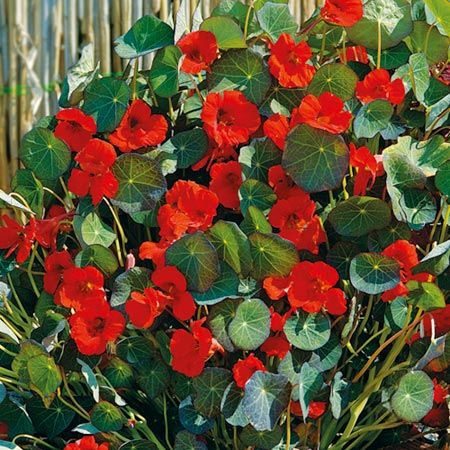 Bodur Kırmızı Latin Çiçeği Tohumu(15 tohum)