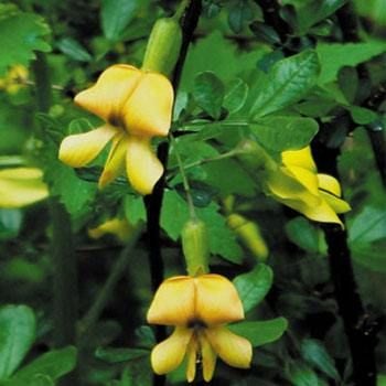 Şifalı Sarı Geven Çiçeği Astragalus Membranaceus Tohumu (10 tohum)