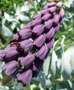 Saksıda Mor Renkli Fritillaria Persica Ters Lale Fidanı