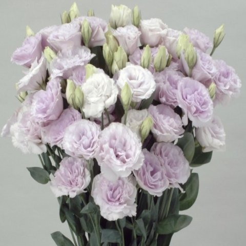 Katmerli Polka Lavander Lisianthus Çiçeği Fidesi (5 Adet)