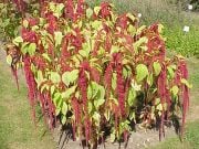 Kırmızı Amaranthus caudatus Çiçeği Tohumu(100 tohum)