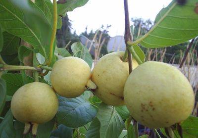 Doğal Sarı Guava Tohumu(10 tohum)