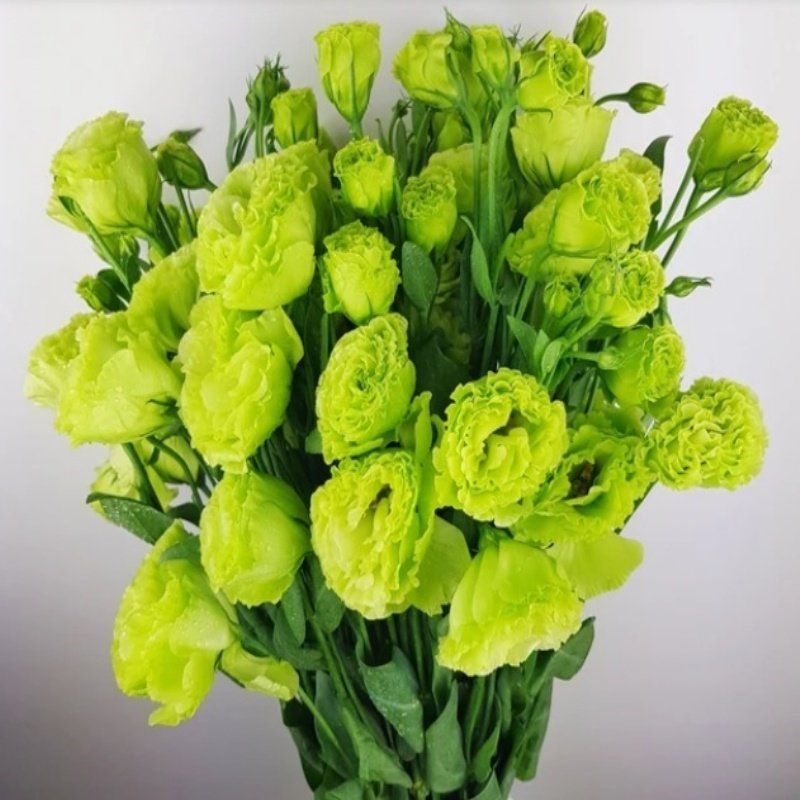 Chaconne Green Katmerli Lisianthus Çiçeği Tohumu(5 adet)