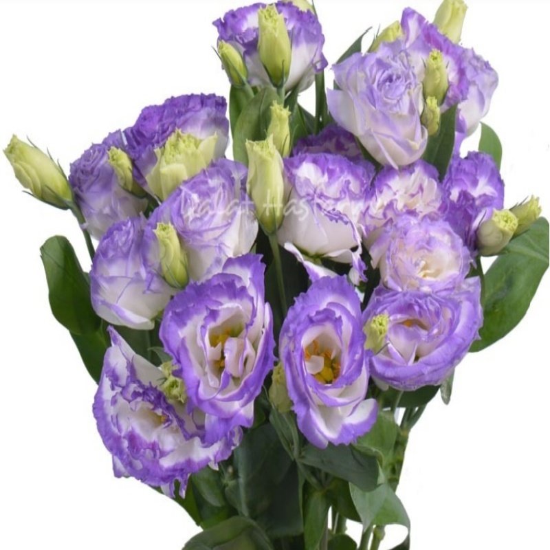 Largo Blue Picotee Katmerli Lisianthus Çiçeği Tohumu(5 adet)