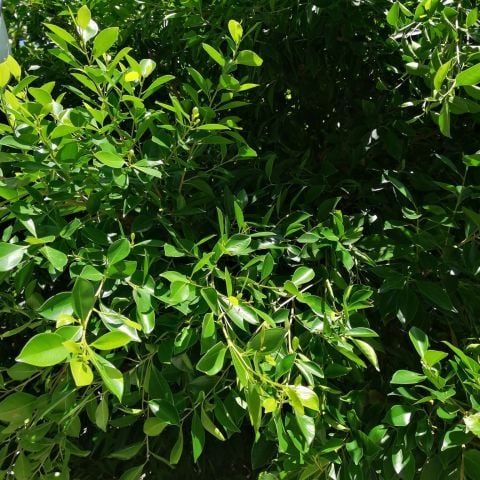 Tüplü Herdem Yeşil İsrail (İskenderun) Kauçuğu Sokak Benjamini (Ficus Nitida) Fidanı
