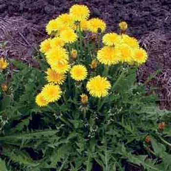 Aromatik Dandelion Taraxacum Officinale Karahindba Çiçeği Tohumu(100 tohum)