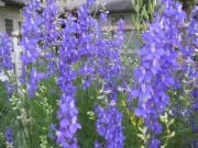 Blue Spike Delphinium (Hezaren) Çiçeği Tohumu(50 tohum)