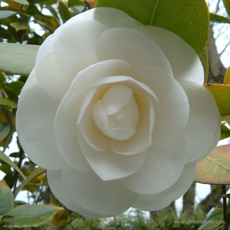7 Yaşında Beyaz Çiçekli Kamelya Fidanı (200-300 cm)