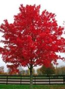 Kırmızı Renkli Akça Ağaç Fidanı (Acer Buergerianum)