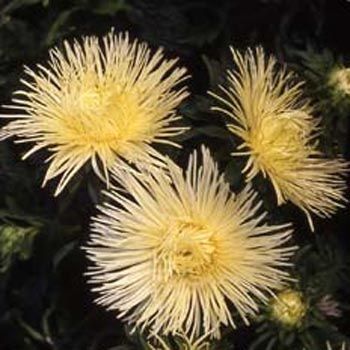 Needle Sarı Aster Çiçeği Tohumu(30 tohum)
