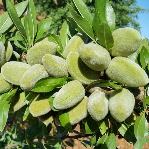 Tüplü Dev Meyveli Yarı Bodur Bertina Badem Fidanı (10 adet)