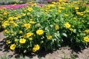 Sarı Renkli Gaillardia Gayret Çiçeği Tohumu(30 tohum)