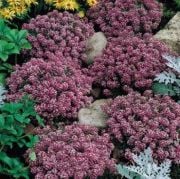 Koyu Gülpembe Kraliyet Halısı Alisyum Ballıca Çiçeği Tohumu(100 tohum)